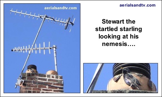 A six inch bracket isn't enough for Stewart the startled Sheffield starling either 542W L5