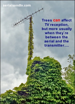 Trees CAN affect TV signals 402H L5